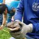 Snake Hunter Bitten While Capturing Four Meter Long King Cobra