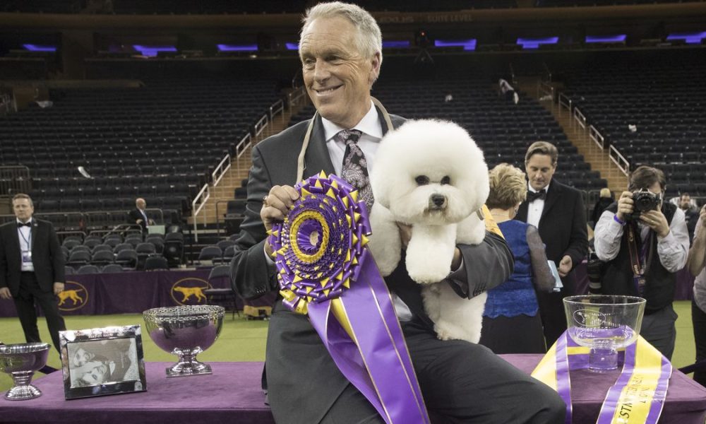Star dog handler Bill McFadden injured in car crash on way to Westminster Dog Show