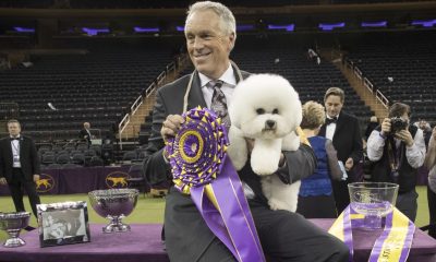Star dog handler Bill McFadden injured in car crash on way to Westminster Dog Show