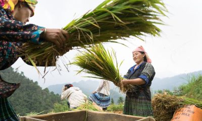 Thailand Rice Production to Rebound after 2 Years of Drought