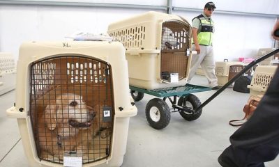US Bans Dogs from Thailand and other Countries Over Rabies Risk