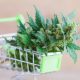 Delta 8,Where to Find Weed Online in 2021: Learn How to Buy Weed Online
