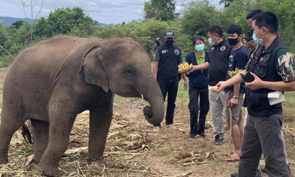 Wildlife Resources Officials Seizes Suspected Wide Elephant from Camp