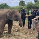 Wildlife Resources Officials Seizes Suspected Wide Elephant from Camp