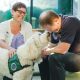 Addressing Stress and Anxiety Treatment Through Pet Therapy