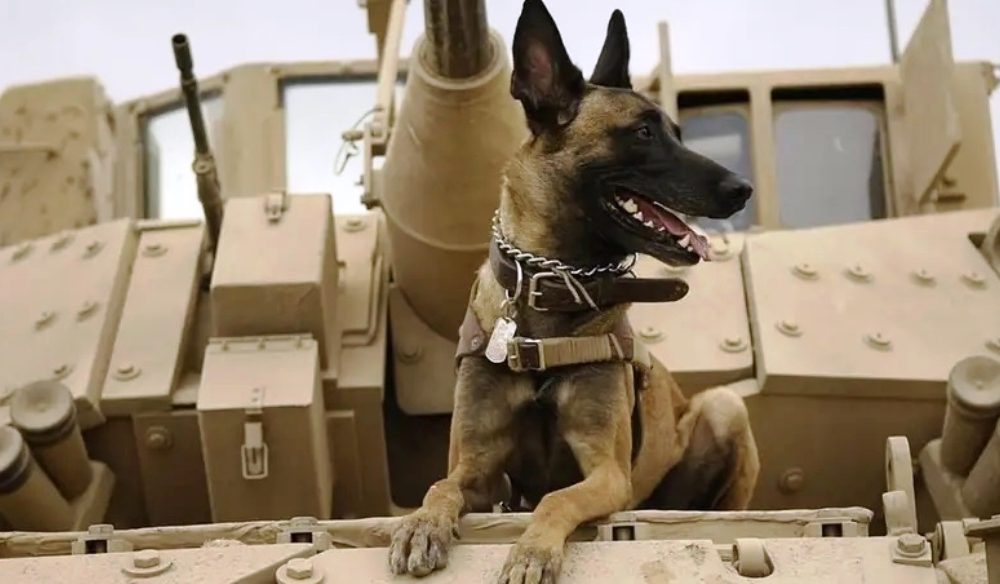 Questions continue to circulate amongst animal rights groups worldwide regarding the fate of service dogs that were allegedly left behind in Afghanistan.