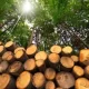 deforestation