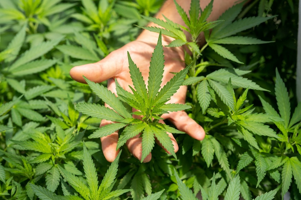 cbd oil