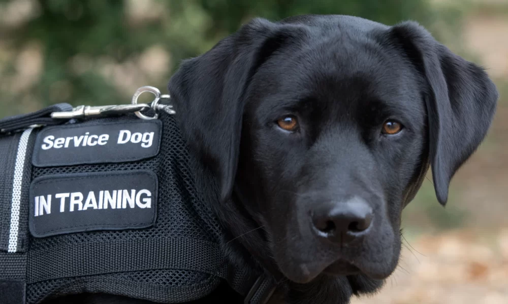 Thailand to Use Dogs to Help Rehabilitate Prison Inmates