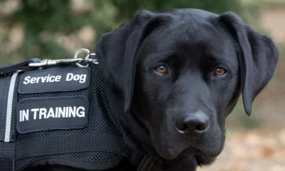 Thailand to Use Dogs to Help Rehabilitate Prison Inmates