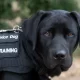 Thailand to Use Dogs to Help Rehabilitate Prison Inmates