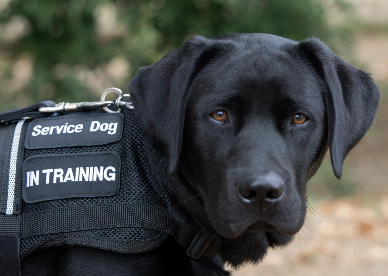 Thailand to Use Dogs to Help Rehabilitate Prison Inmates
