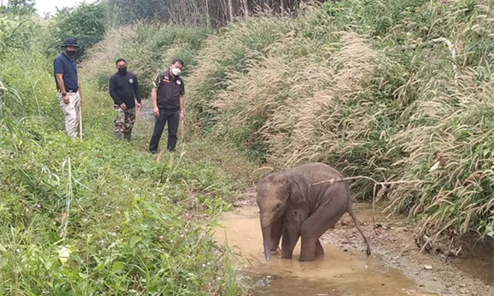Baby Elephant Caught in Snare Trap. Park Rangers