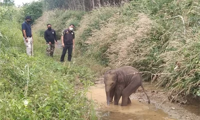 Baby Elephant Caught in Snare Trap. Park Rangers