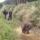 Baby Elephant Caught in Snare Trap. Park Rangers