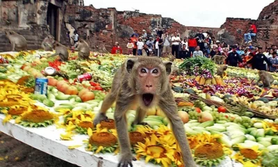 Food Galore: Thailand's Monkey Banquet Festival Returns