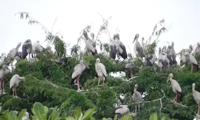 Millions of Openbill Storks Force Woman to Sell Mango Plantation