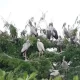 Millions of Openbill Storks Force Woman to Sell Mango Plantation
