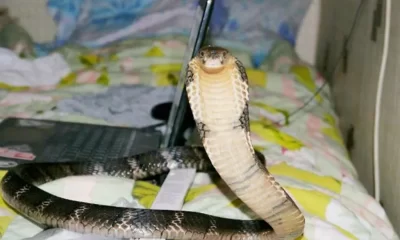 Thailand, Woman Finds Giant Long King Cobra in Her Bed