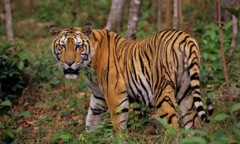 Tiger Club, Thailand