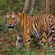 Tiger Club, Thailand