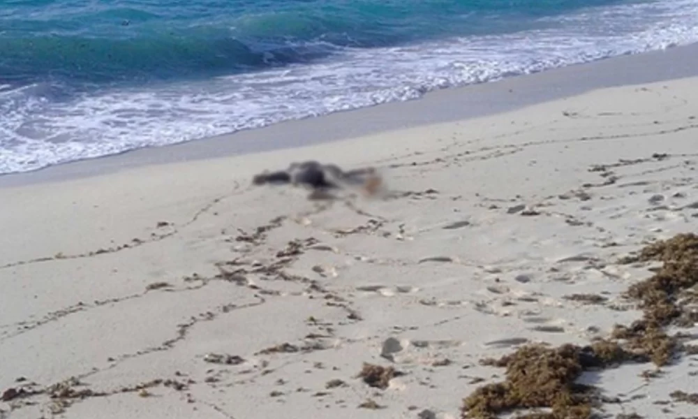 Pensioner Finds Headless Corpse During Morning Beach Stroll