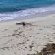 Pensioner Finds Headless Corpse During Morning Beach Stroll