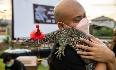 Bangkok Restaurant Hold Christmas Party for Monitor Lizard Lovers