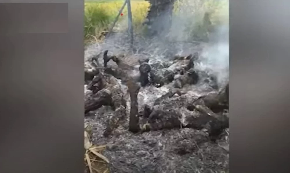 Myanmar Military Accused Killing and Burning 11 Villagers