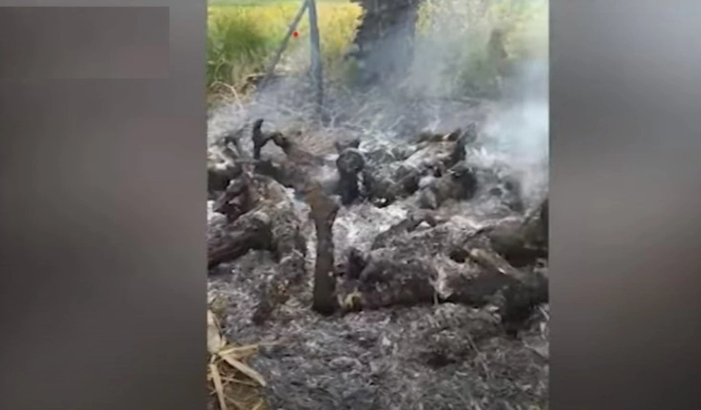Myanmar Military Accused Killing and Burning 11 Villagers