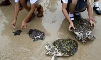 Sea Turtles Return to Thailand's Beaches in the Absence of Tourists