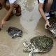 Sea Turtles Return to Thailand's Beaches in the Absence of Tourists