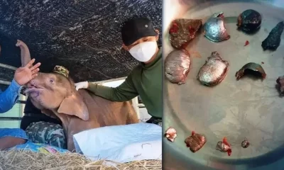 Vets in Thailand Remove 14 Bullets from Baby Elephant