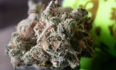 weed