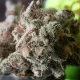 weed