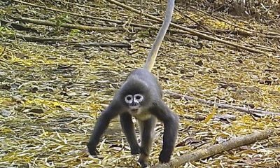 2021 WWF Greater Mekong Report Lists New Monkey Species