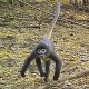 2021 WWF Greater Mekong Report Lists New Monkey Species
