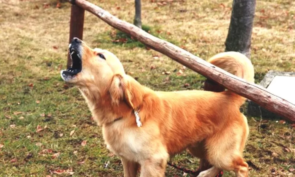 Dog AntiBarking Devices Are They Safe and Effective?