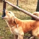 Dog AntiBarking Devices Are They Safe and Effective?