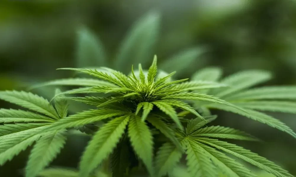 Afghan Kush Seeds, outdoor seeds, Sour Diesel Autoflower Seeds
