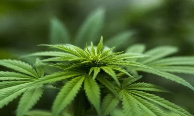 Afghan Kush Seeds, outdoor seeds, Sour Diesel Autoflower Seeds