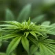 Afghan Kush Seeds, outdoor seeds, Sour Diesel Autoflower Seeds