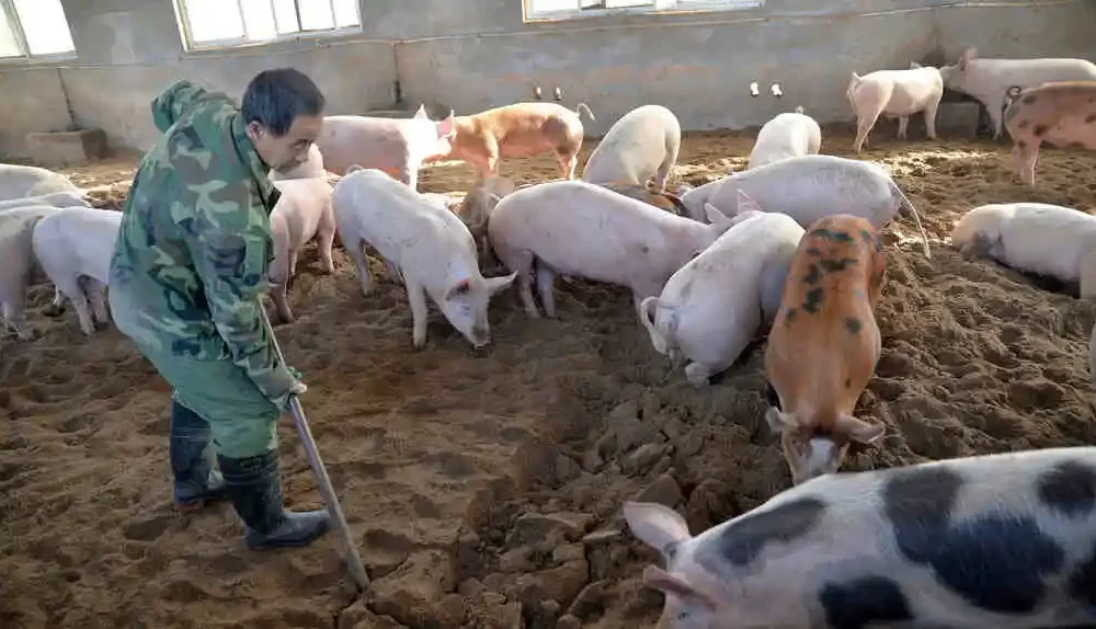 African Swine Fever Detected in Pig Slaughterhouse