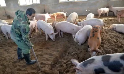African Swine Fever Detected in Pig Slaughterhouse