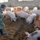 African Swine Fever Detected in Pig Slaughterhouse