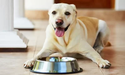 appetite