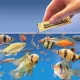 Aquarium Fish