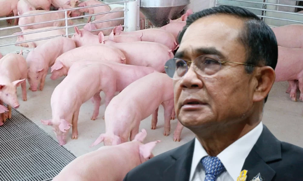 Behind the Scenes Meddling Blamed for High Prices of Pork