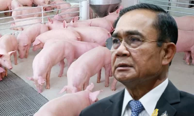 Behind the Scenes Meddling Blamed for High Prices of Pork
