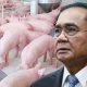 Behind the Scenes Meddling Blamed for High Prices of Pork
